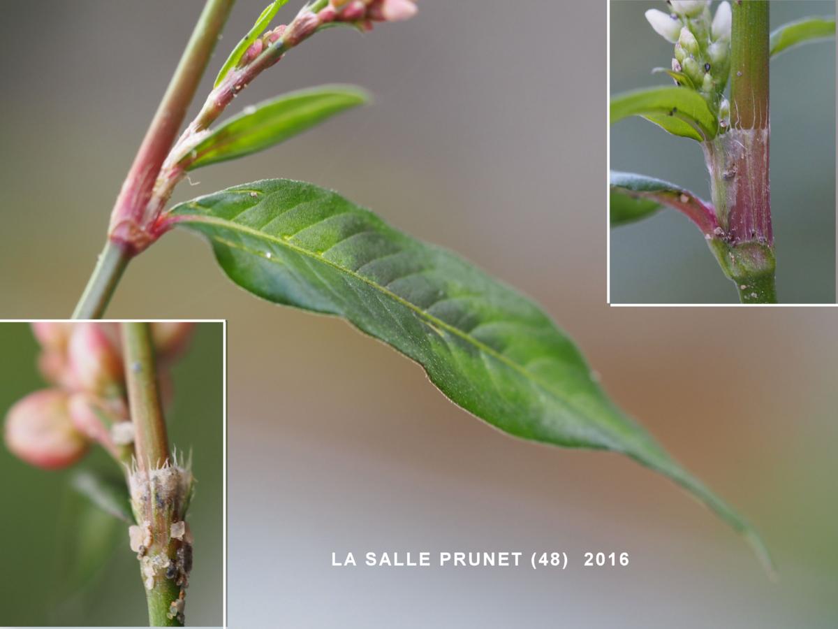 Persicaria leaf